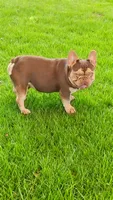 Bijou, a male French Bulldog for sale in West Palm Beach, FL – 1 of 1