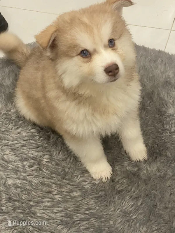 Tommy – Alaskan Klee Kai, Pomsky puppy for sale in West Palm Beach, FL