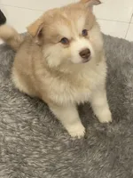 Tommy, a male Alaskan Klee Kai and Pomsky for sale in West Palm Beach, FL – 1 of 3