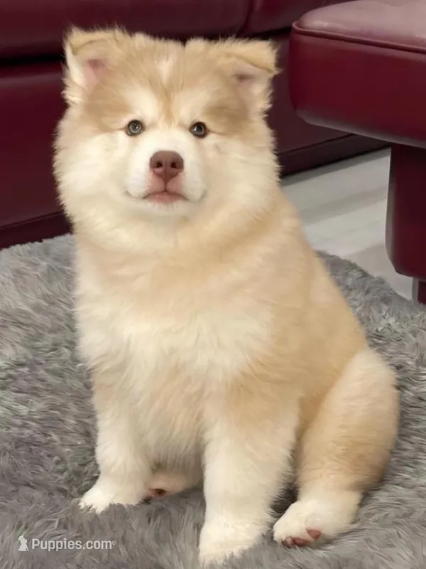 Max – Pomsky puppy for sale in West Palm Beach, FL
