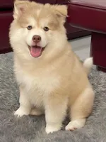 Max, a male Pomsky for sale in West Palm Beach, FL – Photo 5 of 5