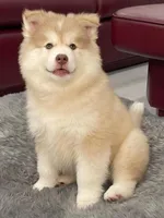 Max, a male Pomsky for sale in West Palm Beach, FL – Photo 3 of 5