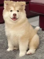 Max, a male Pomsky for sale in West Palm Beach, FL – Photo 2 of 5