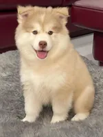 Max, a male Pomsky for sale in West Palm Beach, FL – Photo 4 of 5