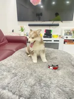 Sam, a male Alaskan Klee Kai and Pomsky for sale in West Palm Beach, FL – 4 of 4