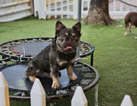 Marty, a male French Bulldog for sale in West Palm Beach, FL – Photo 2 of 6