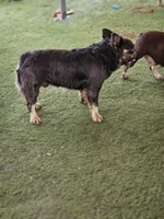 Marty, a male French Bulldog for sale in West Palm Beach, FL – Photo 6 of 6