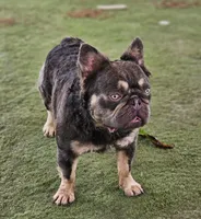 Marty, a male French Bulldog for sale in West Palm Beach, FL – Photo 1 of 6