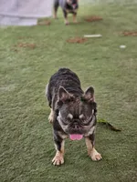 Marty, a male French Bulldog for sale in West Palm Beach, FL – Photo 3 of 6