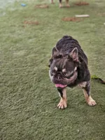 Marty, a male French Bulldog for sale in West Palm Beach, FL – Photo 5 of 6