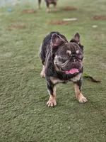 Marty, a male French Bulldog for sale in West Palm Beach, FL – Photo 4 of 6