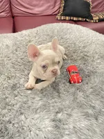 Toby, a male French Bulldog for sale in West Palm Beach, FL – 2 of 6