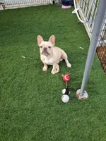 *PRICE DROP* Samson, a male French Bulldog for sale in West Palm Beach, FL – Photo 9 of 10
