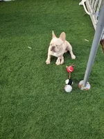 *PRICE DROP* Samson, a male French Bulldog for sale in West Palm Beach, FL – Photo 5 of 10