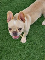 *PRICE DROP* Samson, a male French Bulldog for sale in West Palm Beach, FL – Photo 3 of 10