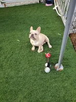 *PRICE DROP* Samson, a male French Bulldog for sale in West Palm Beach, FL – Photo 6 of 10