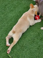 *PRICE DROP* Samson, a male French Bulldog for sale in West Palm Beach, FL – Photo 10 of 10