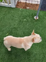 *PRICE DROP* Samson, a male French Bulldog for sale in West Palm Beach, FL – Photo 8 of 10