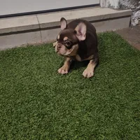 Ginger, a female French Bulldog for sale in West Palm Beach, FL – Photo 4 of 6