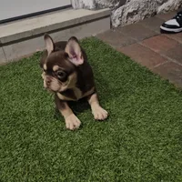 Ginger, a female French Bulldog for sale in West Palm Beach, FL – Photo 6 of 6