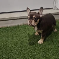 Ginger, a female French Bulldog for sale in West Palm Beach, FL – Photo 2 of 6