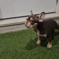 Ginger, a female French Bulldog for sale in West Palm Beach, FL – Photo 3 of 6