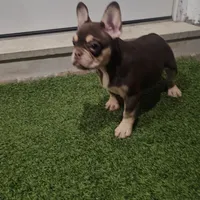 Ginger, a female French Bulldog for sale in West Palm Beach, FL – Photo 1 of 6