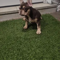 Ginger, a female French Bulldog for sale in West Palm Beach, FL – Photo 5 of 6