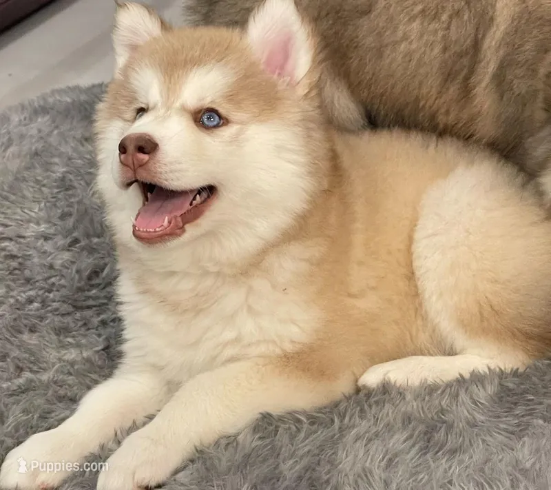 Bianca – Pomsky puppy for sale in West Palm Beach, FL