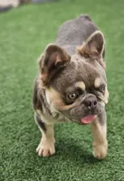 CODY, a male French Bulldog for sale in West Palm Beach, FL – Photo 1 of 5