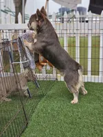 CODY, a male French Bulldog for sale in West Palm Beach, FL – Photo 3 of 5