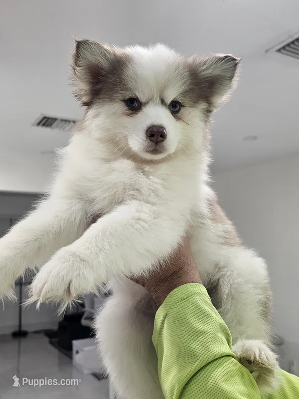 Ruby – Alaskan Klee Kai, Pomsky puppy for sale in West Palm Beach, FL