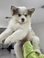 Ruby, a female Alaskan Klee Kai and Pomsky for sale in West Palm Beach, FL – 1 of 9