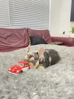 Tito, a male French Bulldog for sale in West Palm Beach, FL – 3 of 5