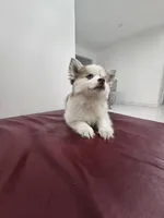 Ruby, a female Alaskan Klee Kai and Pomsky for sale in West Palm Beach, FL – 5 of 9