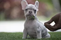 Athena, a female French Bulldog for sale in West Palm Beach, FL – Photo 1 of 4