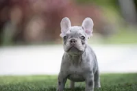 Athena, a female French Bulldog for sale in West Palm Beach, FL – Photo 2 of 4