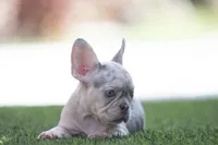 Athena, a female French Bulldog for sale in West Palm Beach, FL – Photo 4 of 4