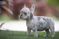 Athena, a female French Bulldog for sale in West Palm Beach, FL – Photo 3 of 4