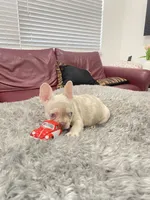 Toby, a male French Bulldog for sale in West Palm Beach, FL – 4 of 6