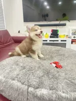 Sam, a male Alaskan Klee Kai and Pomsky for sale in West Palm Beach, FL – 2 of 4