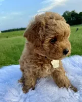 Barney, a male Poodle - Toy  for sale in Inman, SC – 1 of 6