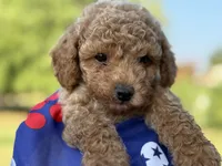 Johnny, a male Poodle - Toy  for sale in Inman, SC – 2 of 4