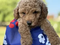 Johnny, a male Poodle - Toy  for sale in Inman, SC – 4 of 4