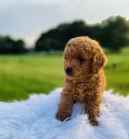 Simba, a male Poodle - Toy  for sale in Inman, SC – 2 of 6