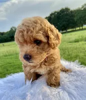 Barney, a male Poodle - Toy  for sale in Inman, SC – 3 of 6