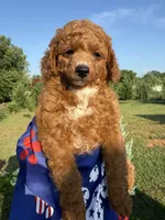 Rocky, a male Poodle - Toy  for sale in Inman, SC – 5 of 6