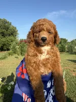 Rocky, a male Poodle - Toy  for sale in Inman, SC – 6 of 6