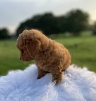 Simba, a male Poodle - Toy  for sale in Inman, SC – 3 of 6