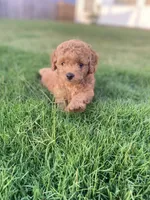 Simba, a male Poodle - Toy  for sale in Inman, SC – 5 of 6